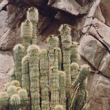 Trichocereus (Helianthocereus) bertramianus RCB.jpg